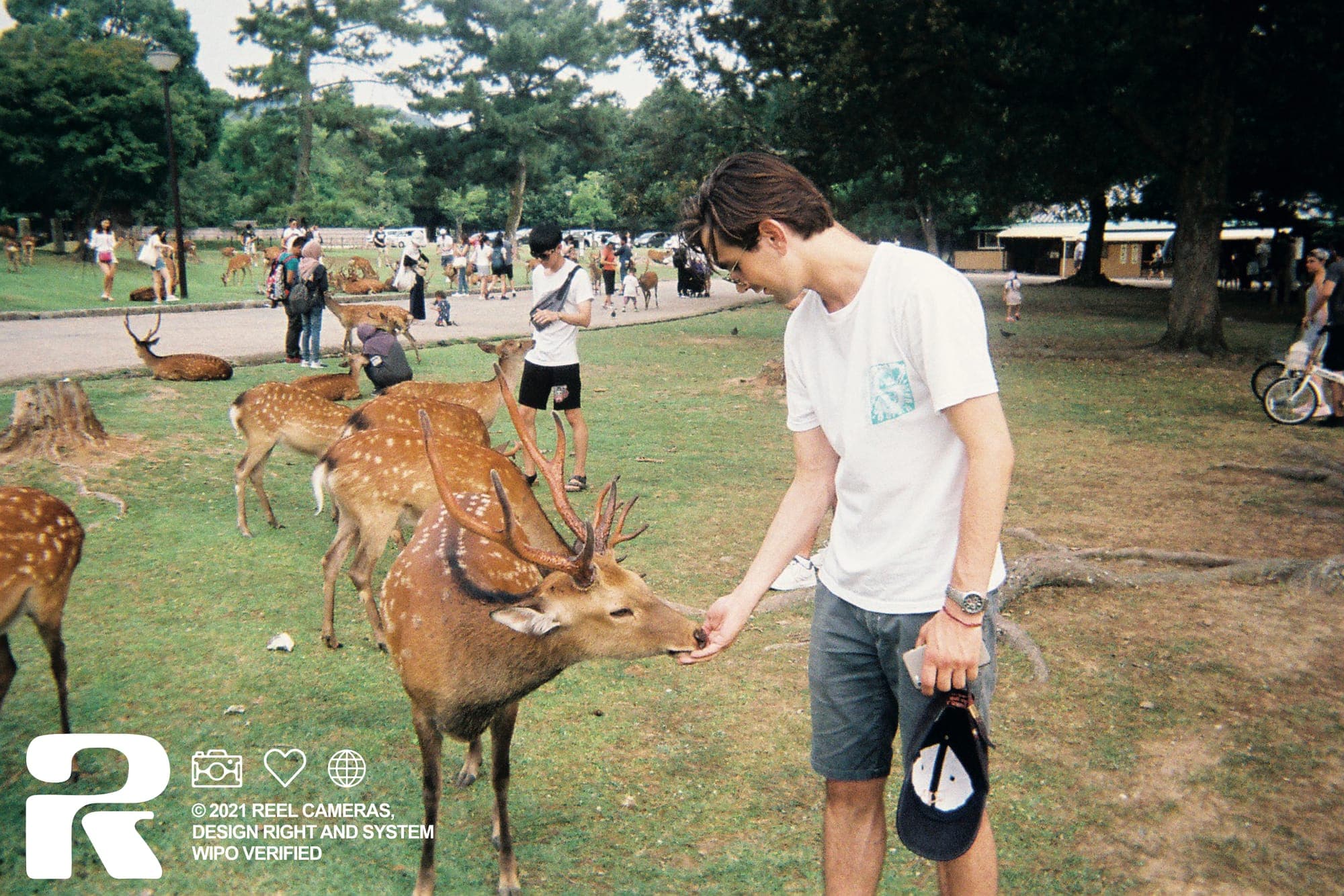 A developed Reel Cameras print of Louis feeding a deer in Nara